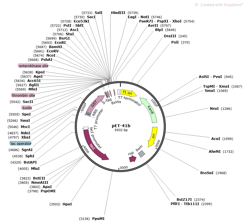 pET- 41b Plasmid
